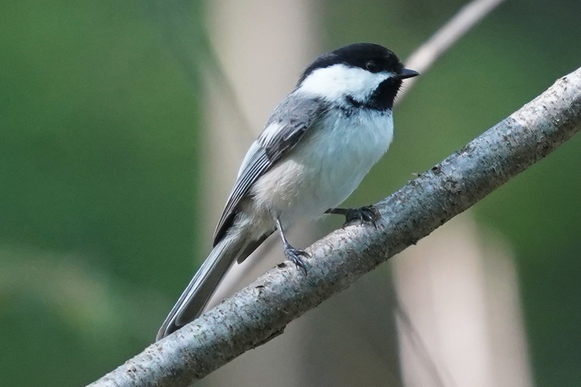 Black-capped Chickadee - Bob Yankou