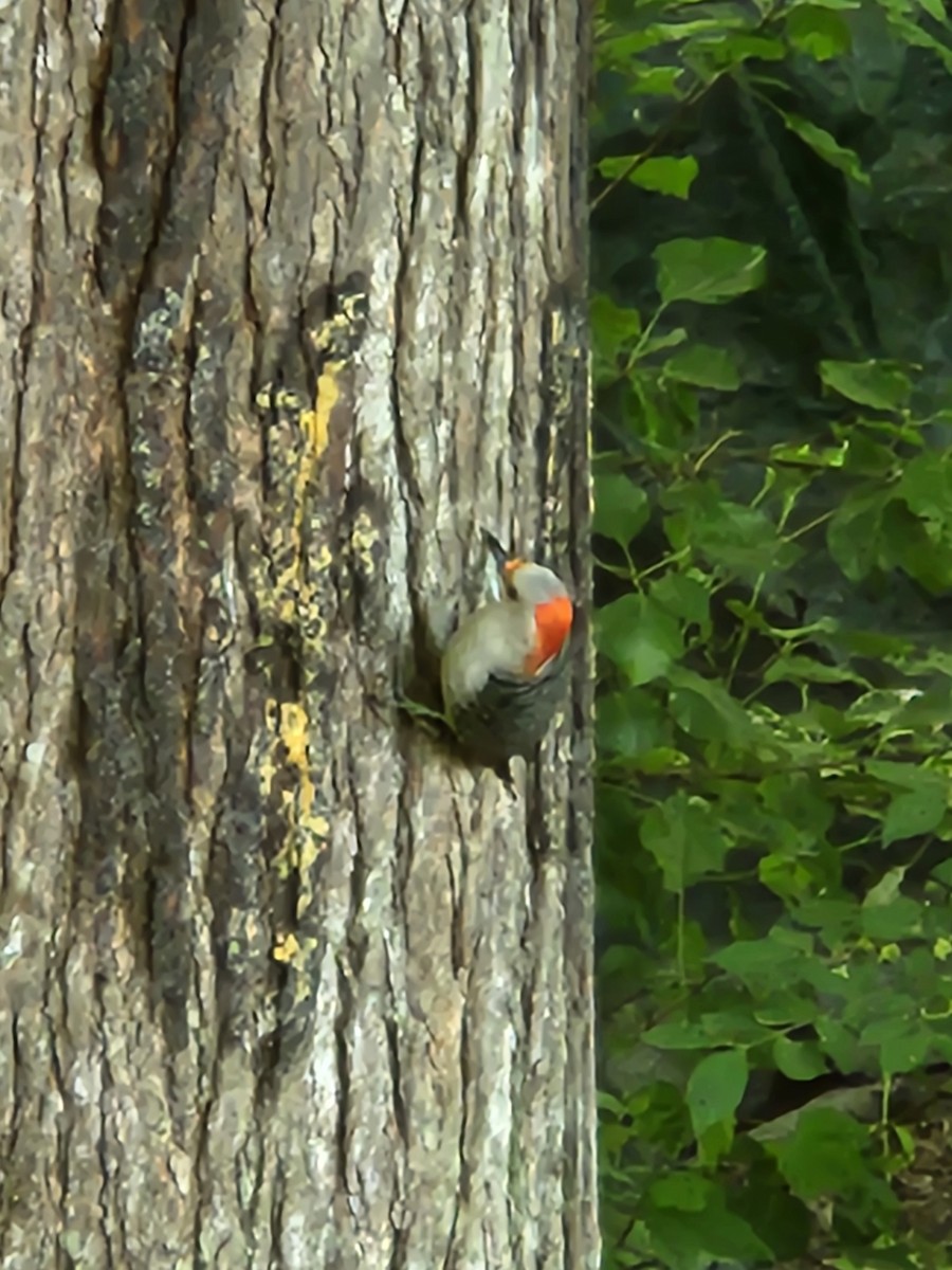 Red-bellied Woodpecker - Joanne Moffett