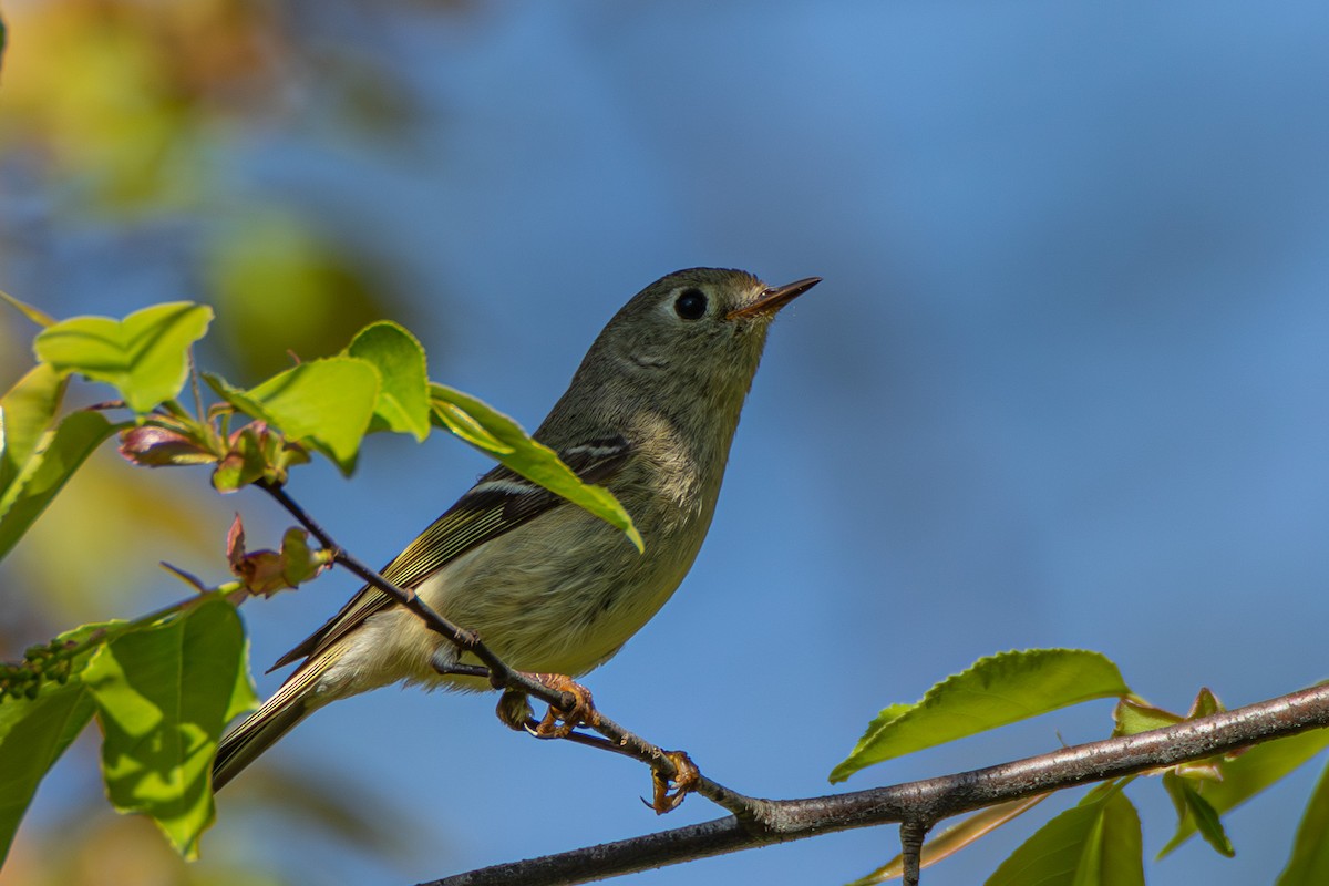 Ruby-crowned Kinglet - Steven Bruenjes