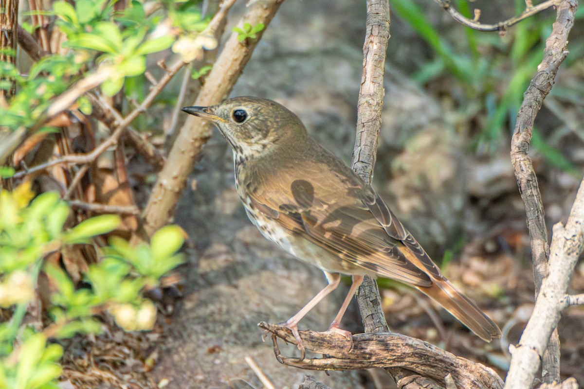 Hermit Thrush - ML618203706