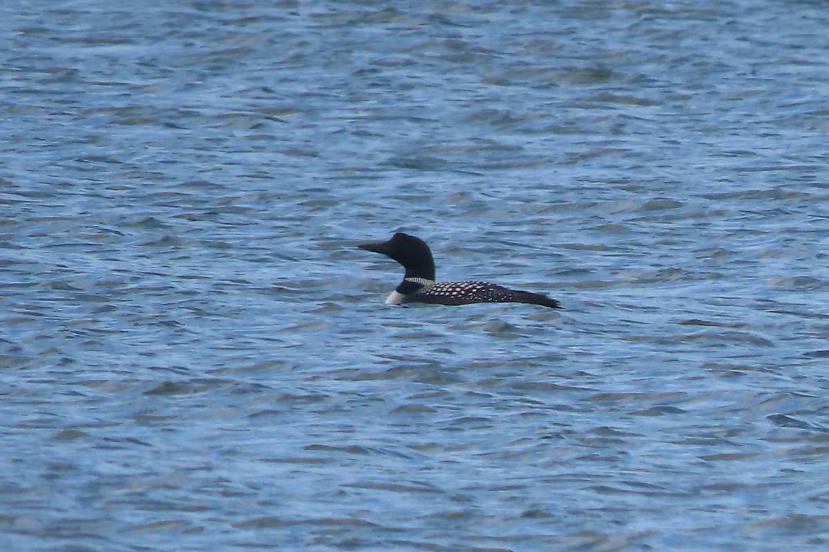 Common Loon - ML618203722