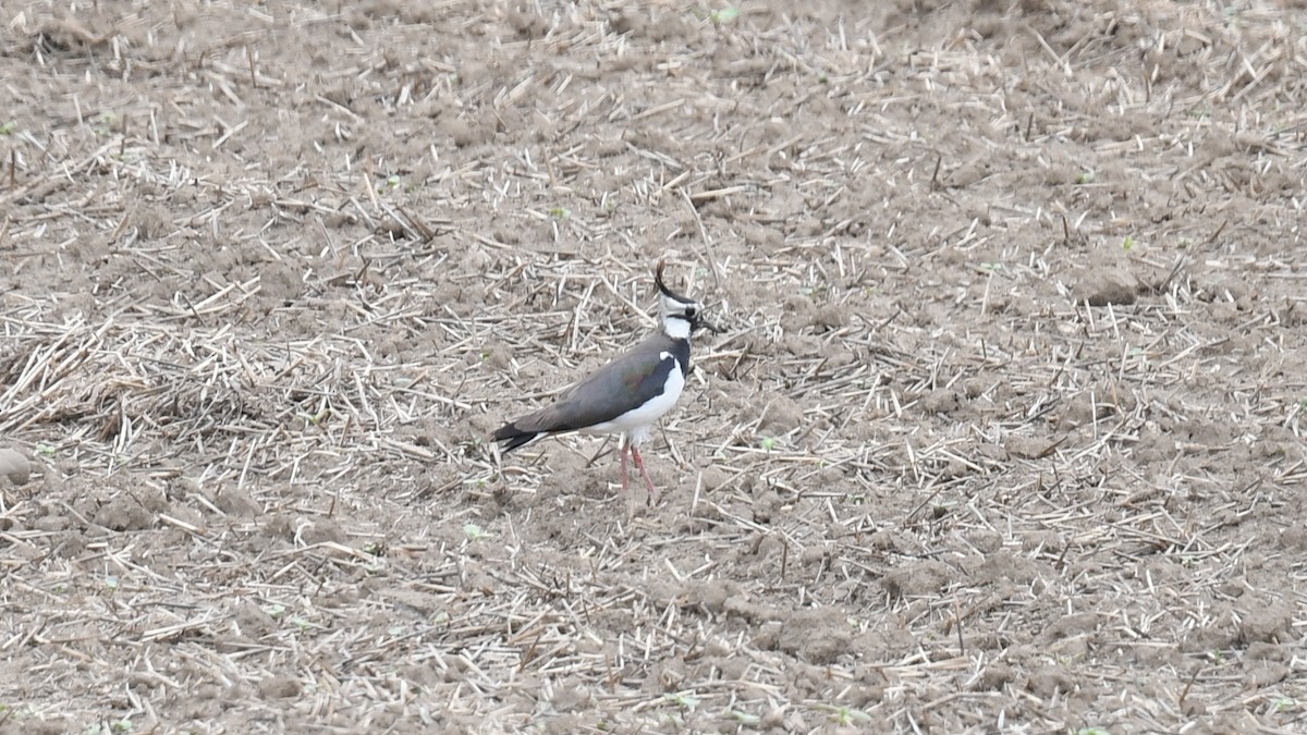 Northern Lapwing - Vlad Sladariu