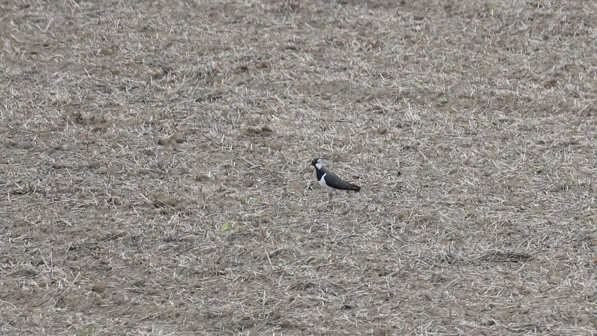 Northern Lapwing - ML618203734