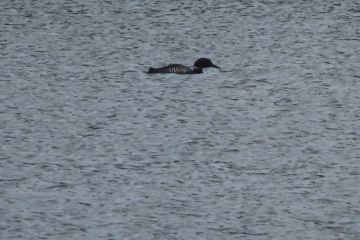 Common Loon - ML618203736