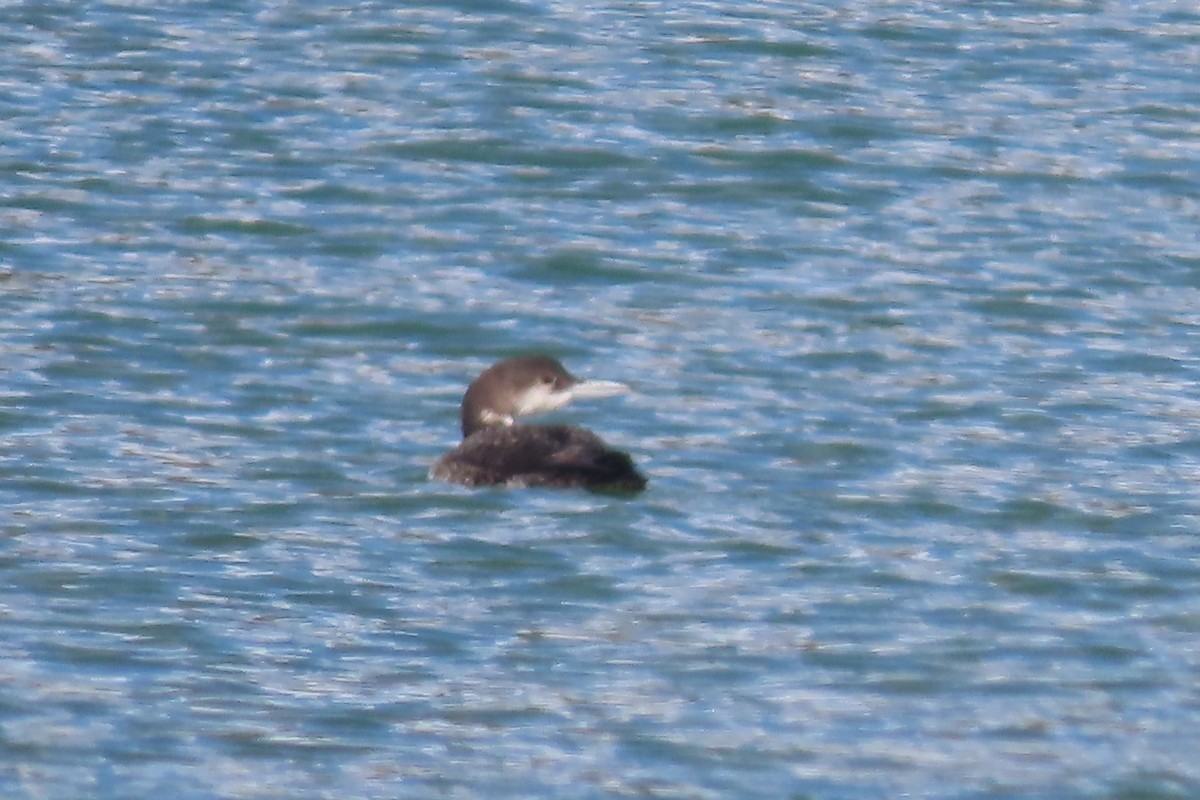 Common Loon - ML618203737