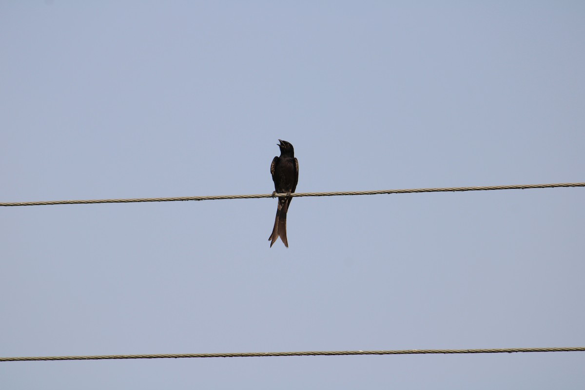 Black Drongo - Kaustubh Deshpande