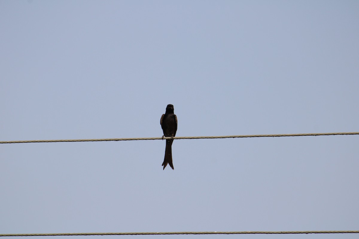 Black Drongo - Kaustubh Deshpande