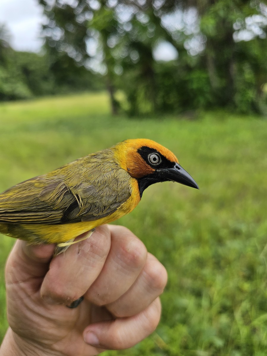 Olive-naped Weaver - ML618203806