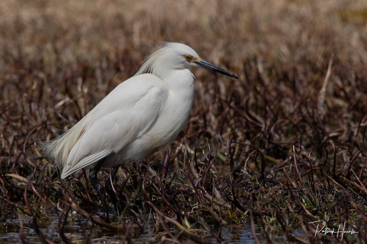 Snowy Egret - ML618203823