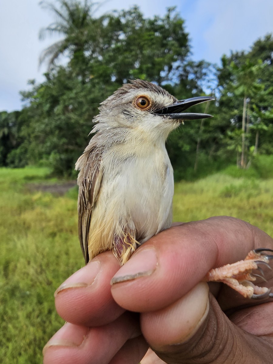 Prinia Modesta - ML618203828