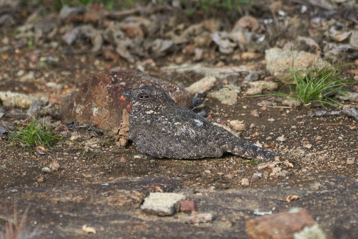 Pygmy Nightjar - ML618203849