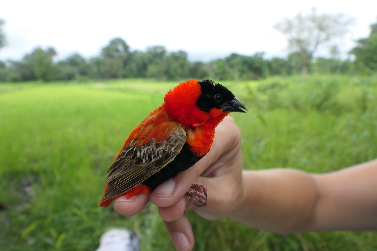 Northern Red Bishop - ML618203866