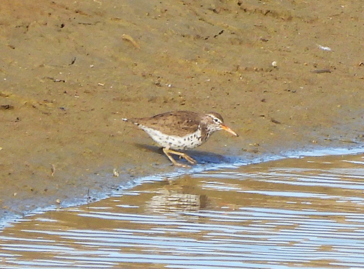 Spotted Sandpiper - Jan Thom