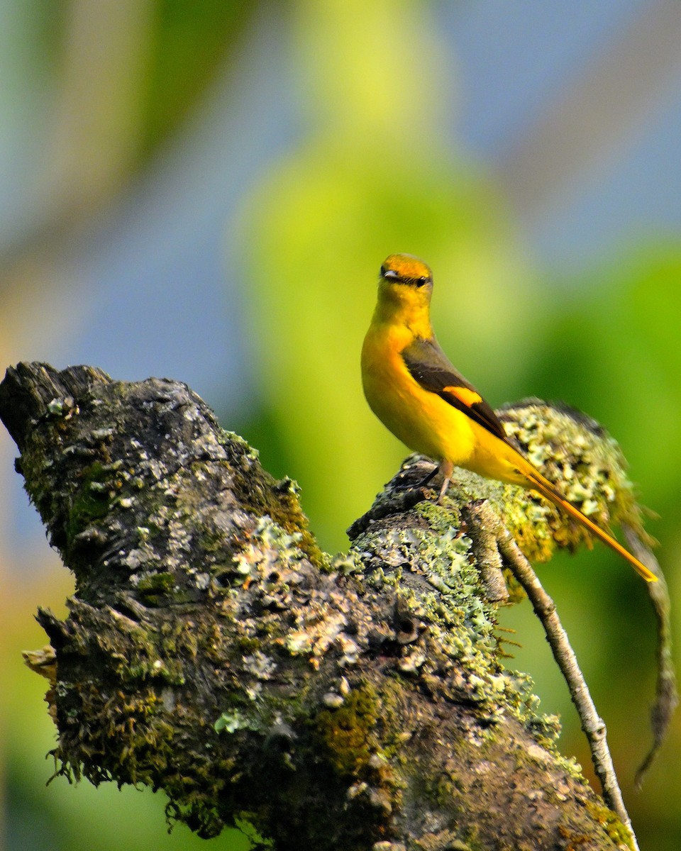 Long-tailed Minivet - ML618203889