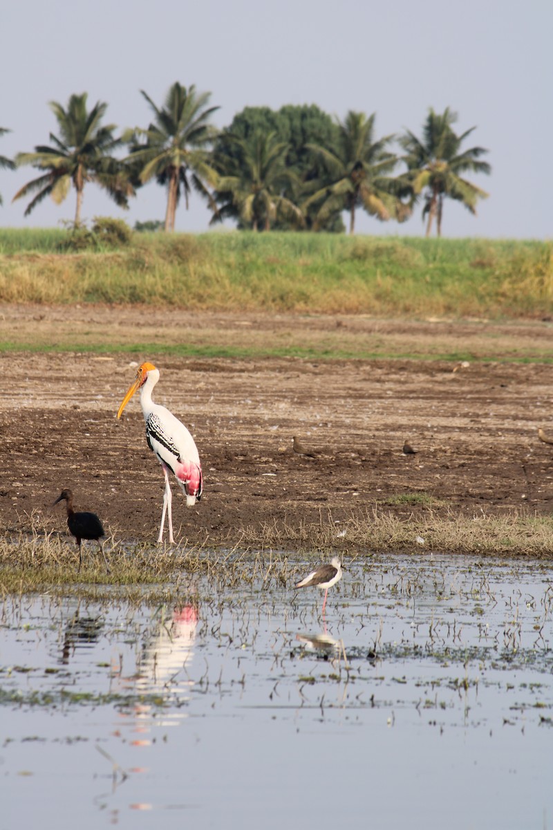 Painted Stork - Kaustubh Deshpande