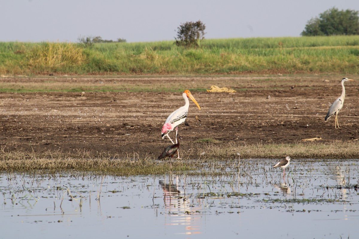 Painted Stork - ML618203901