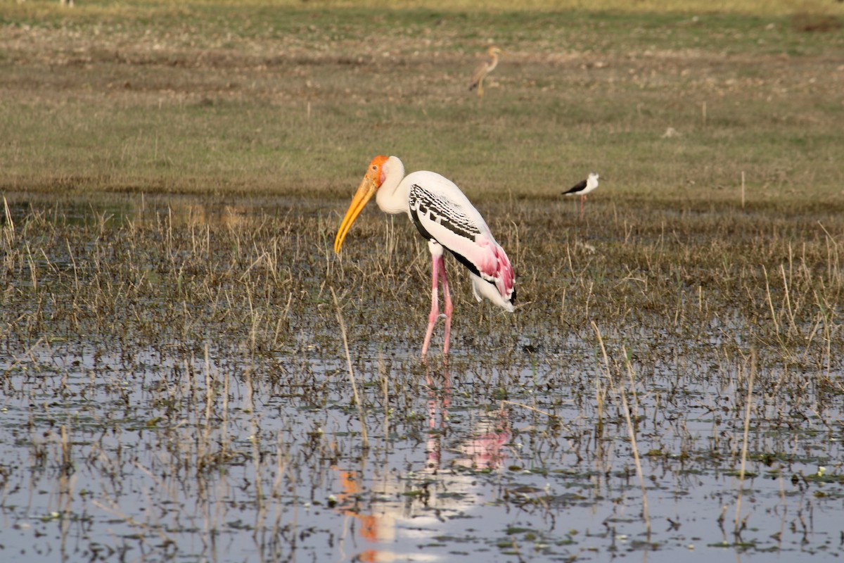 Painted Stork - ML618203902