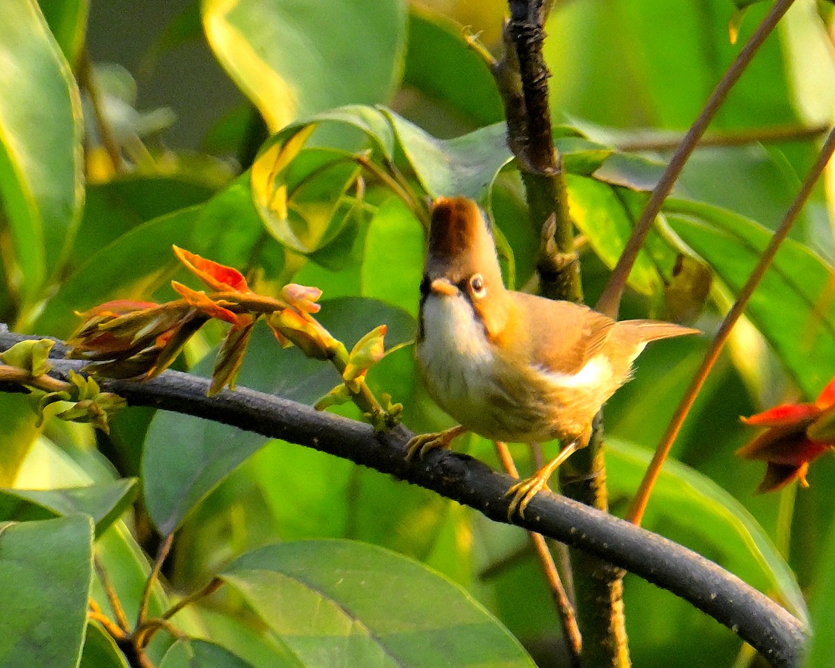 Whiskered Yuhina - Rajesh Gopalan