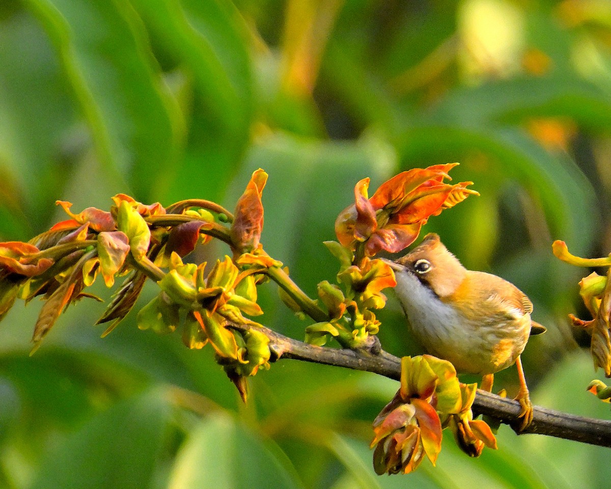 Whiskered Yuhina - Rajesh Gopalan