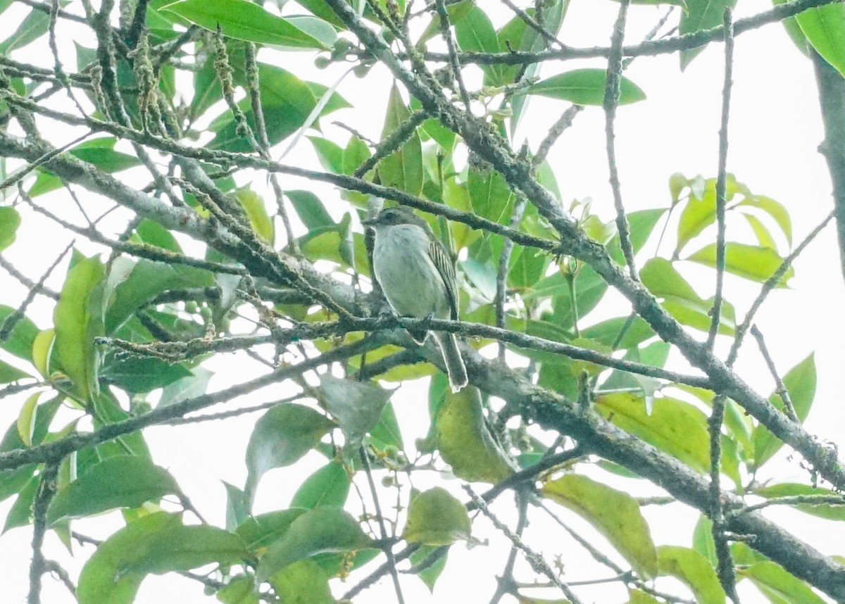 Mistletoe Tyrannulet - ML618203924