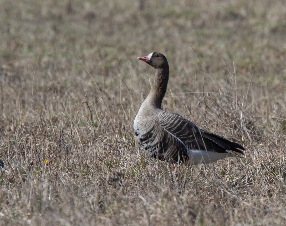 Greater White-fronted Goose - Veikko Salo