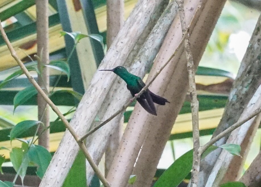 Colibrí Patirrojo - ML618203938