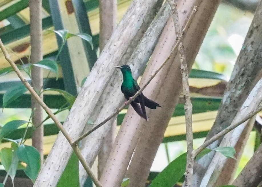 Colibrí Patirrojo - ML618203939