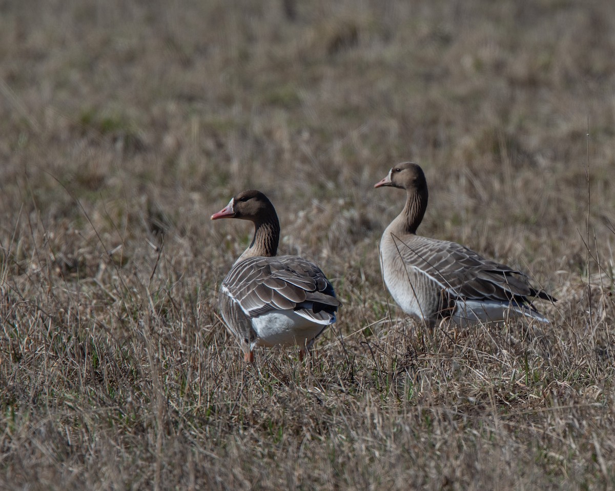 Greater White-fronted Goose - Veikko Salo