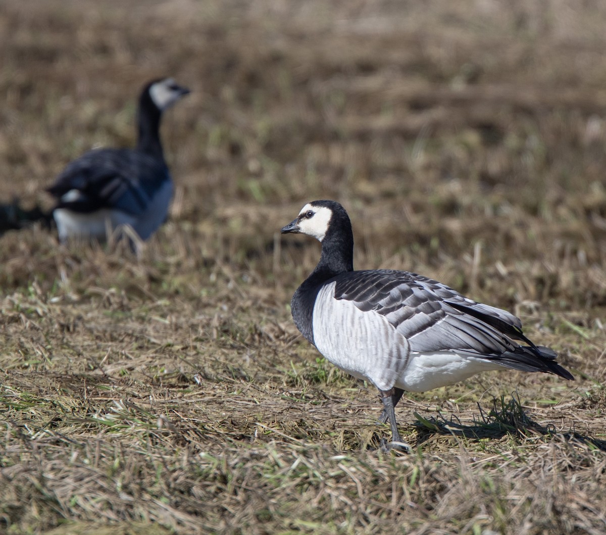 Barnacle Goose - Veikko Salo