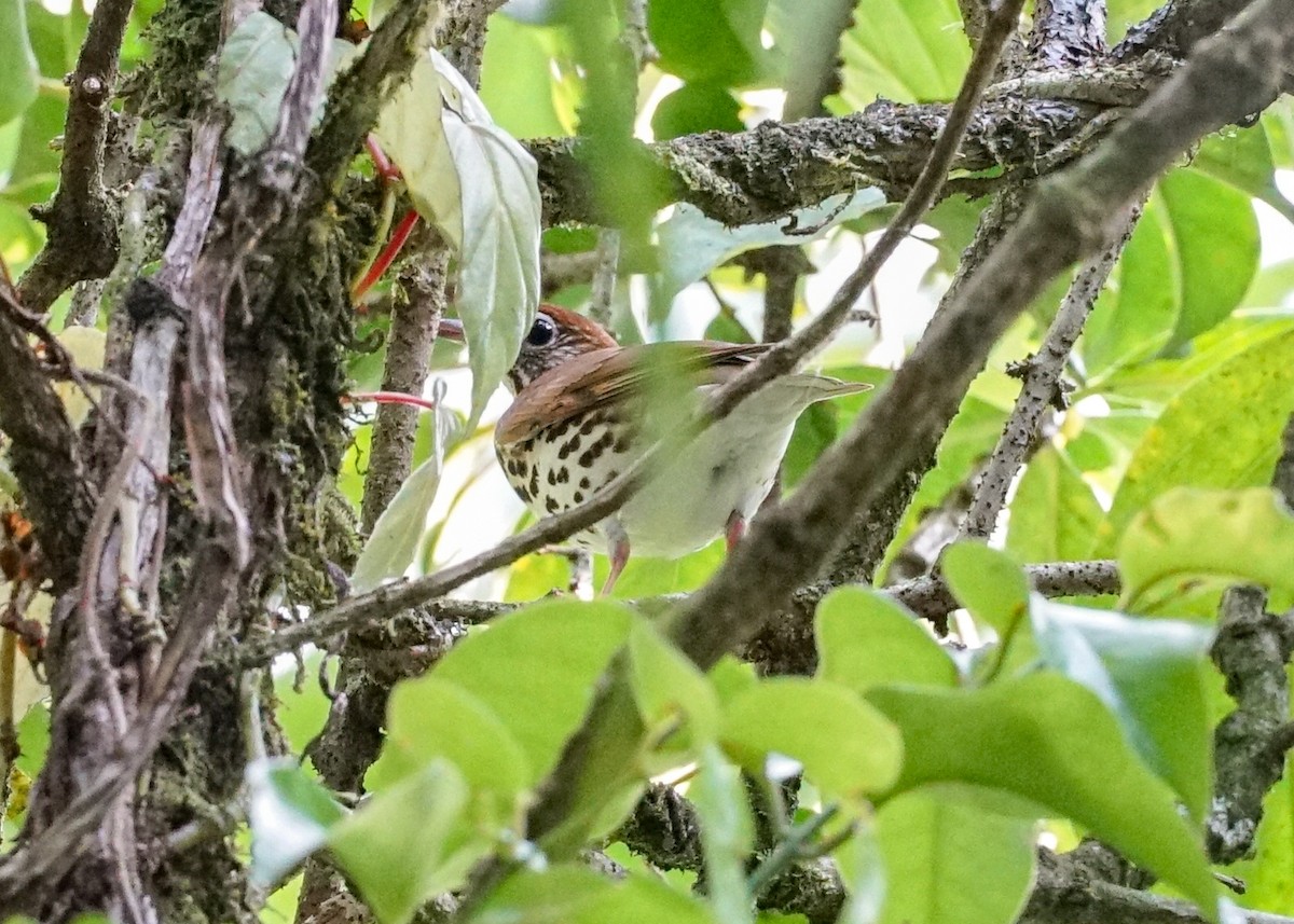 Wood Thrush - Shawn Pfautsch