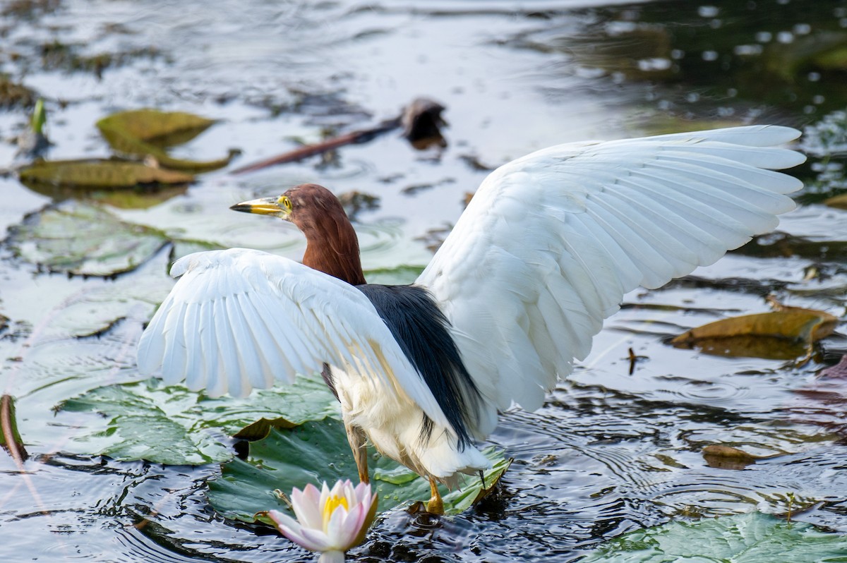 Chinese Pond-Heron - Prabath Gunasekara