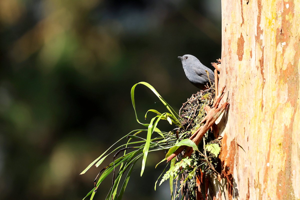 Plumbeous Redstart - Chih-Wei(David) Lin