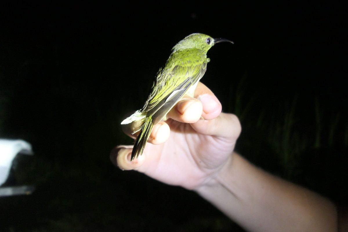 Olive Sunbird - João Miguel Albuquerque