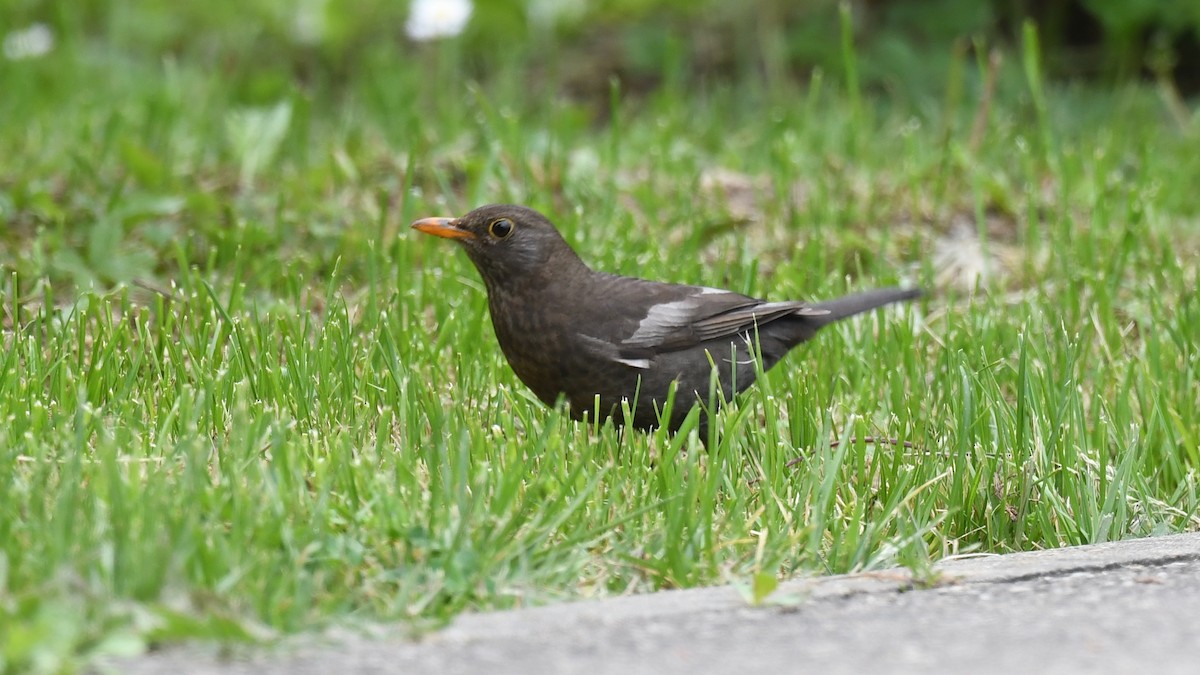 Eurasian Blackbird - Vlad Sladariu