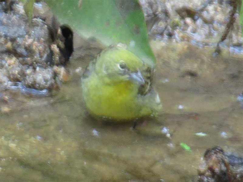 Yellow Bunting - ML618204052