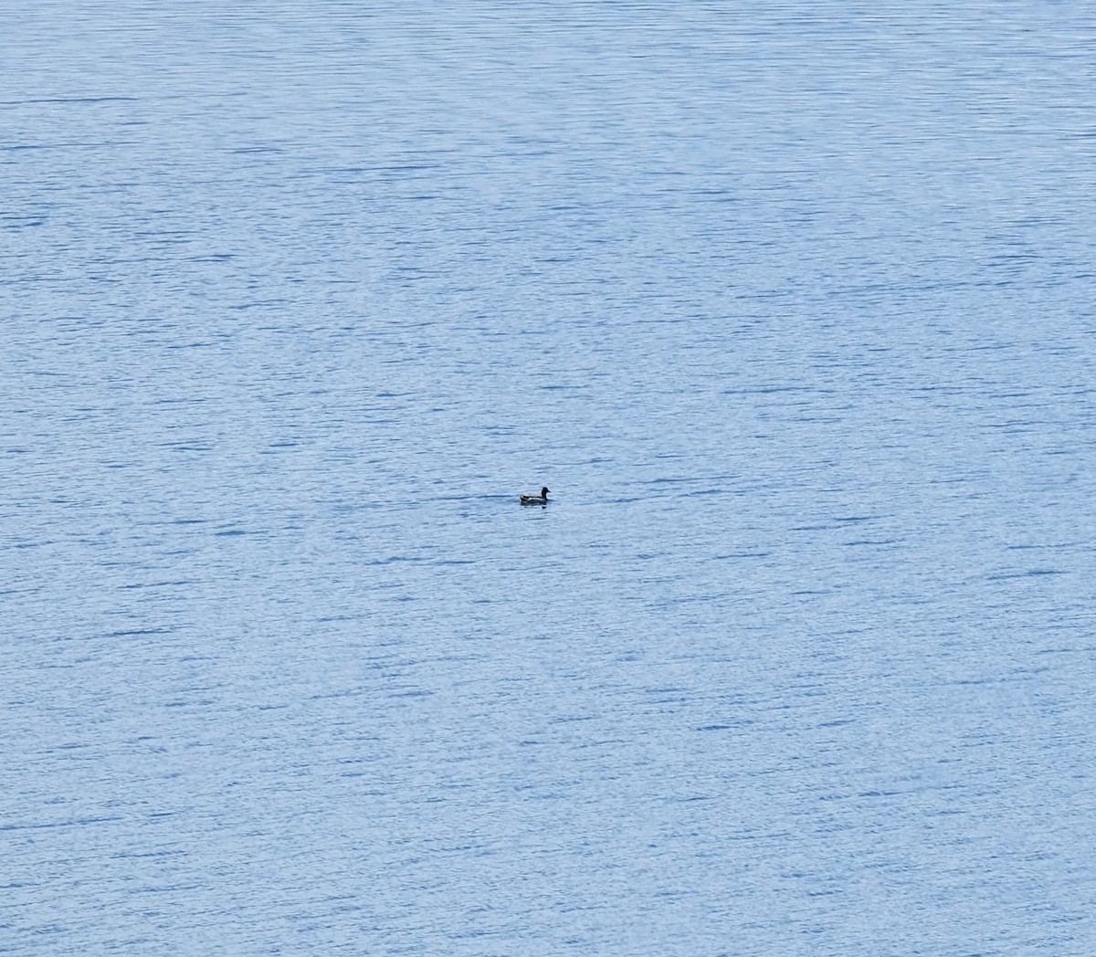 Great Crested Grebe - Andrés De la Cámara