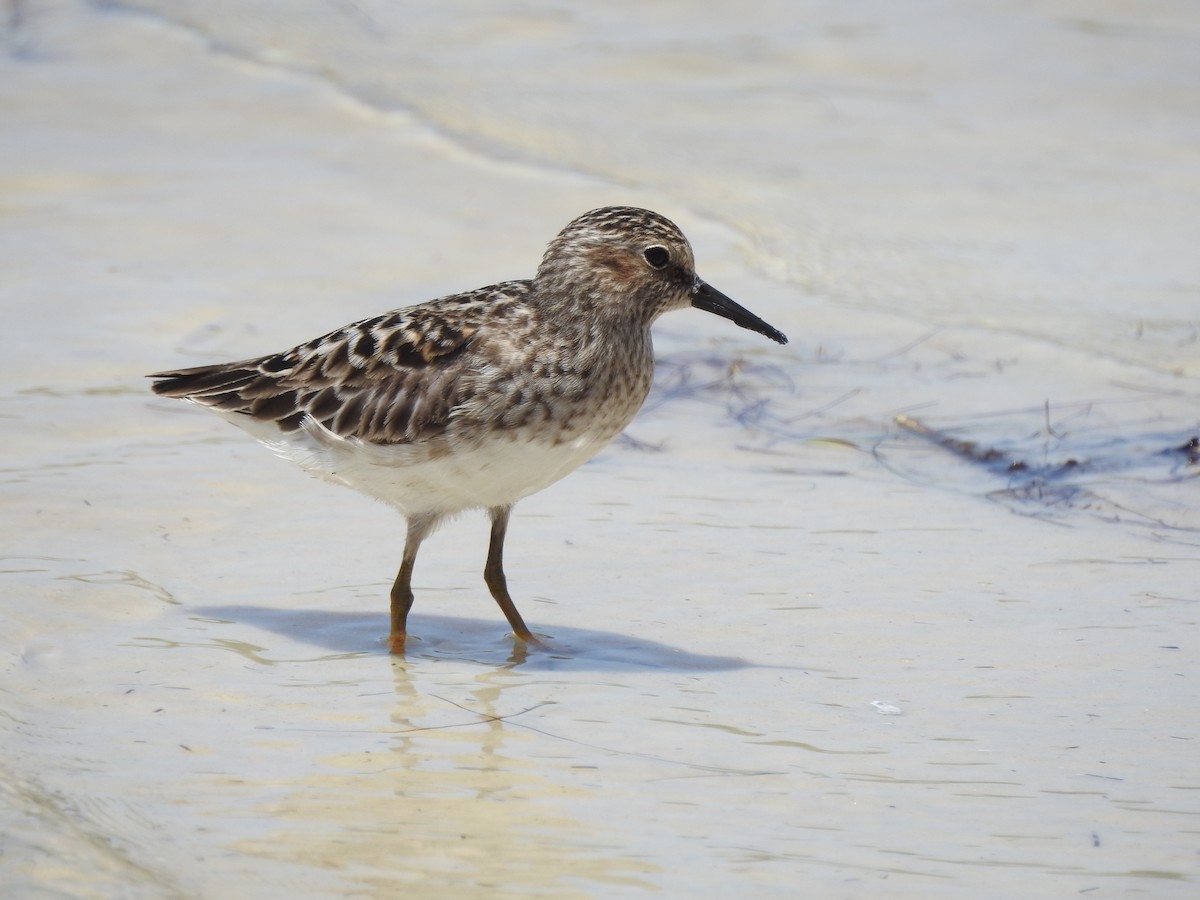 Least Sandpiper - Sheila Klink