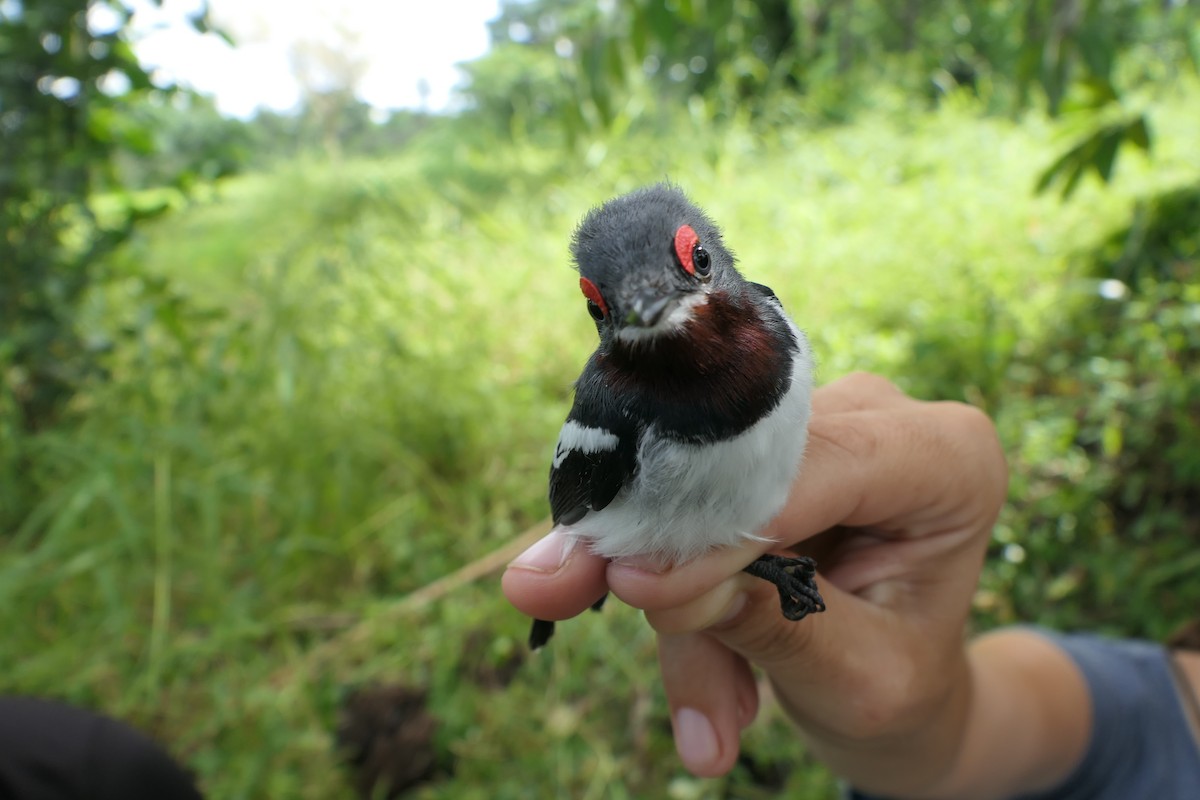 Brown-throated Wattle-eye - ML618204103