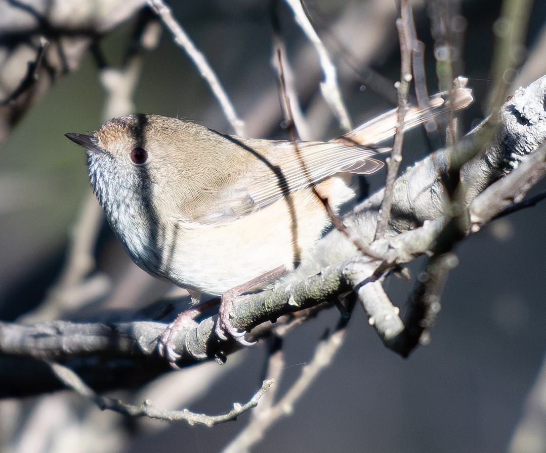 Brown Thornbill - Tania Splawa-Neyman