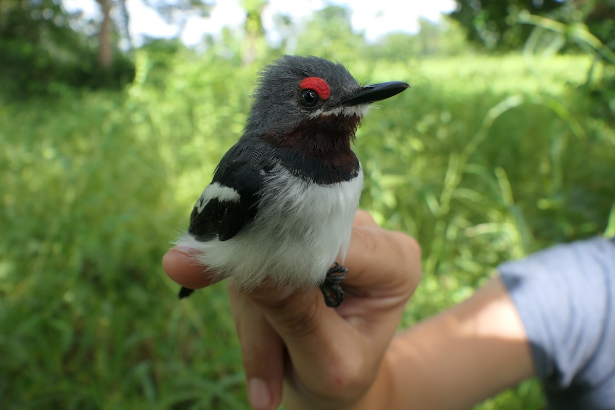 Brown-throated Wattle-eye - ML618204109