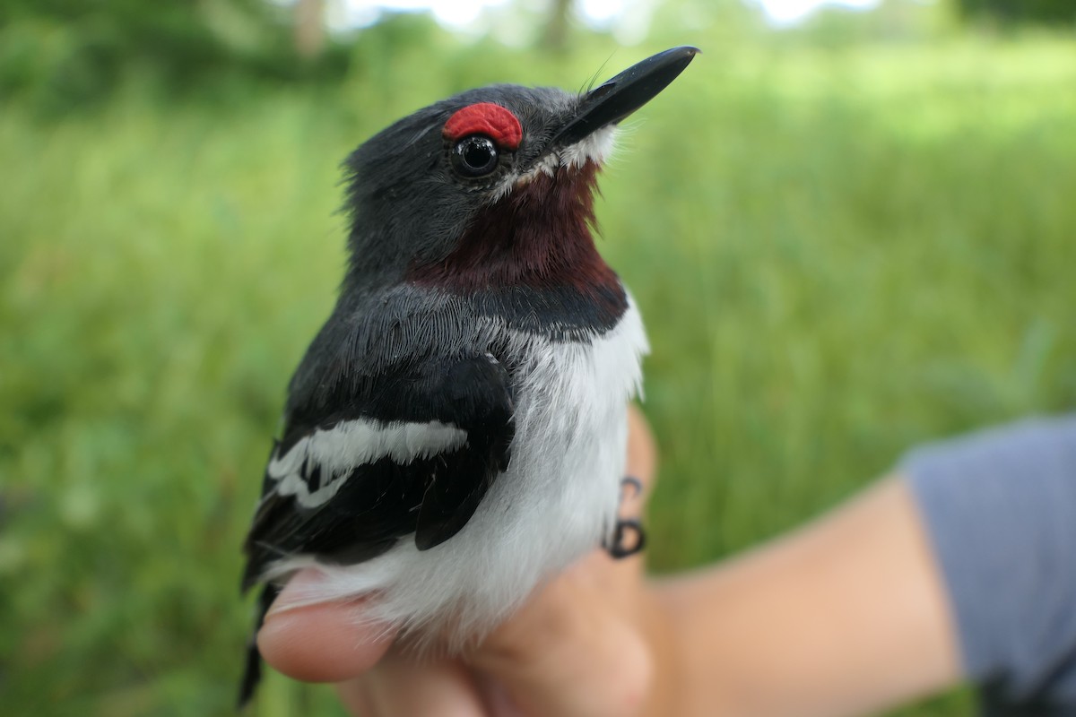 Brown-throated Wattle-eye - ML618204124