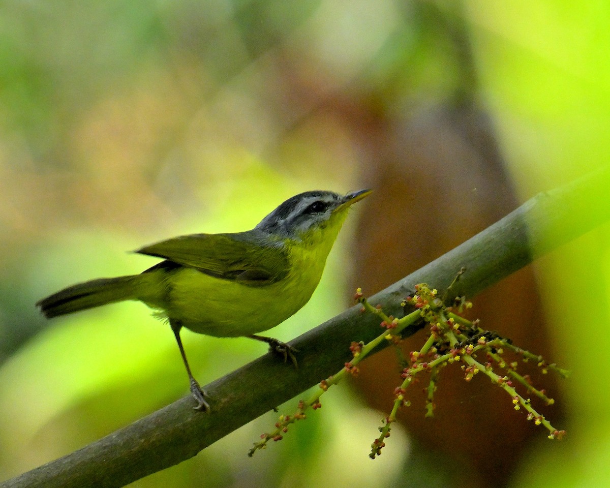 Gray-hooded Warbler - Rajesh Gopalan