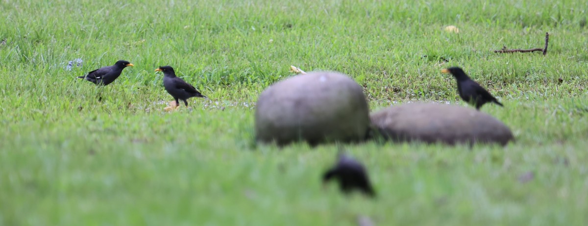 Javan Myna - Chengheng Hu