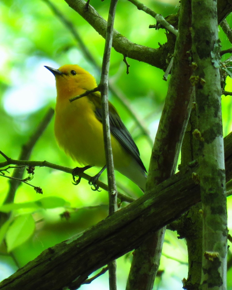 Prothonotary Warbler - Ron Ahle