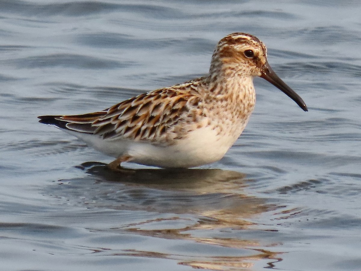 Broad-billed Sandpiper - 竹雞 劉