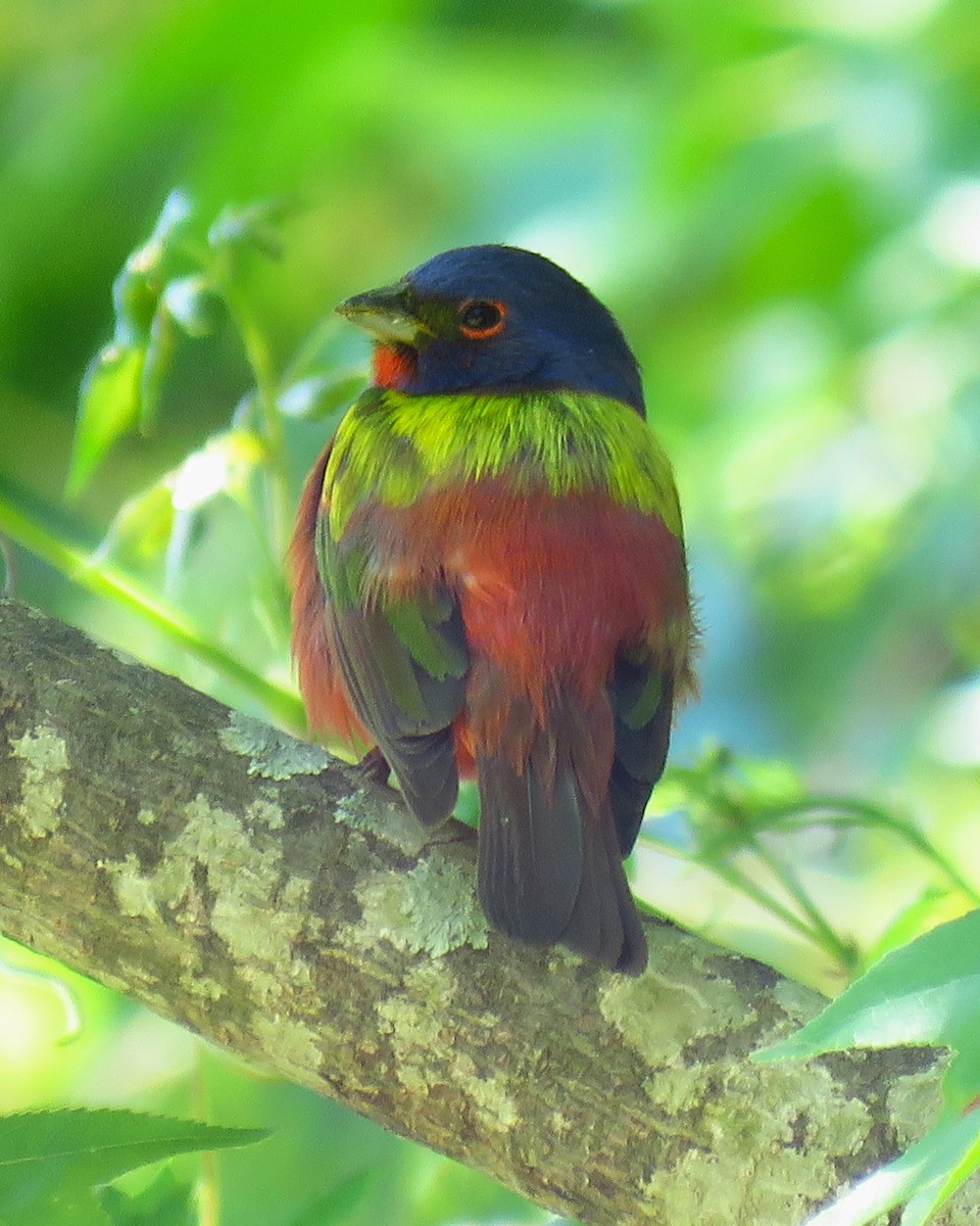 Painted Bunting - Ron Ahle