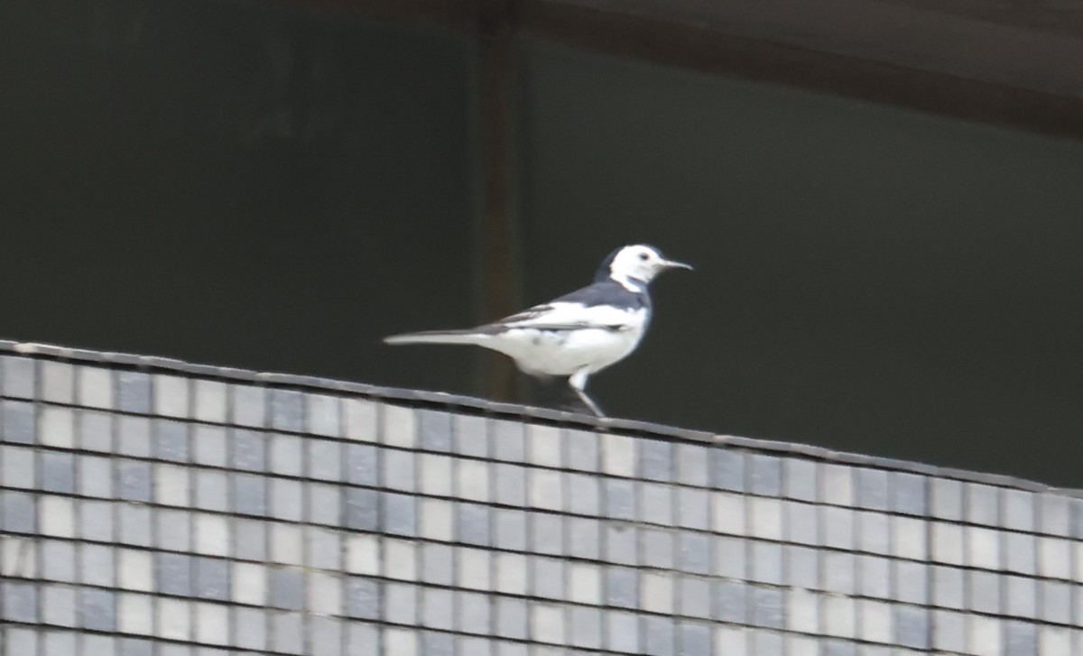 White Wagtail - Chengheng Hu