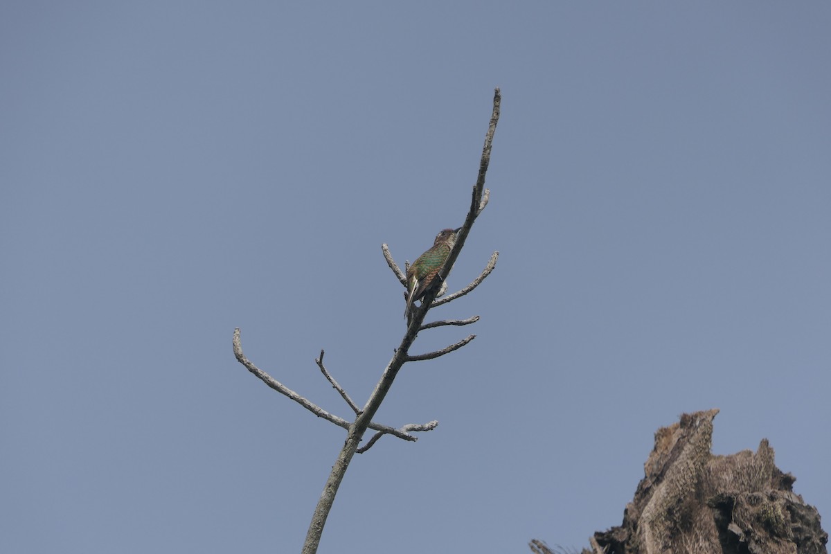 Dideric Cuckoo - ML618204227