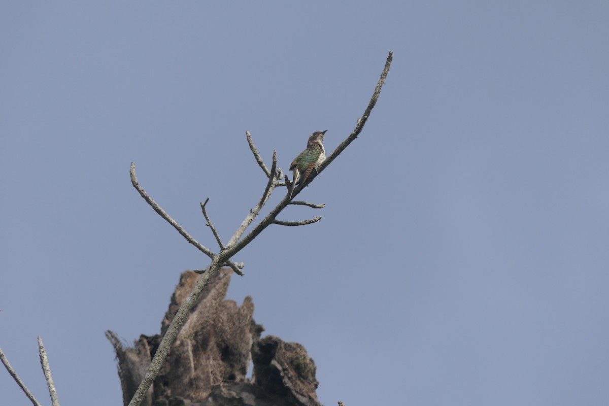 Dideric Cuckoo - ML618204229