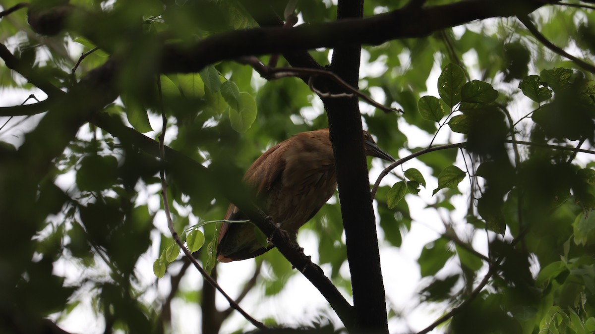 Malayan Night Heron - Chengheng Hu